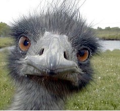 Emu piccy